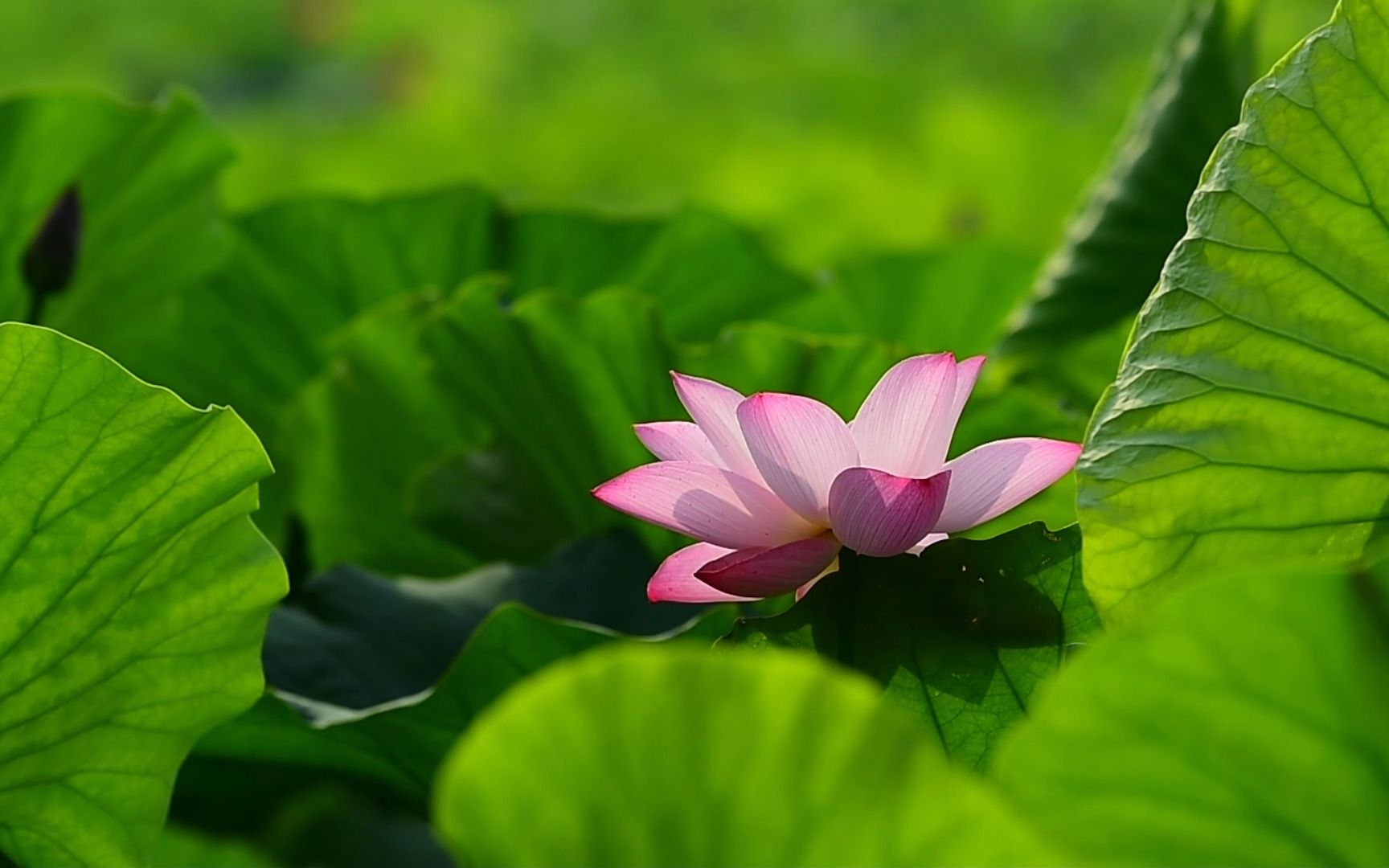 【原创高清】荷花素材原片8(较浓艳)