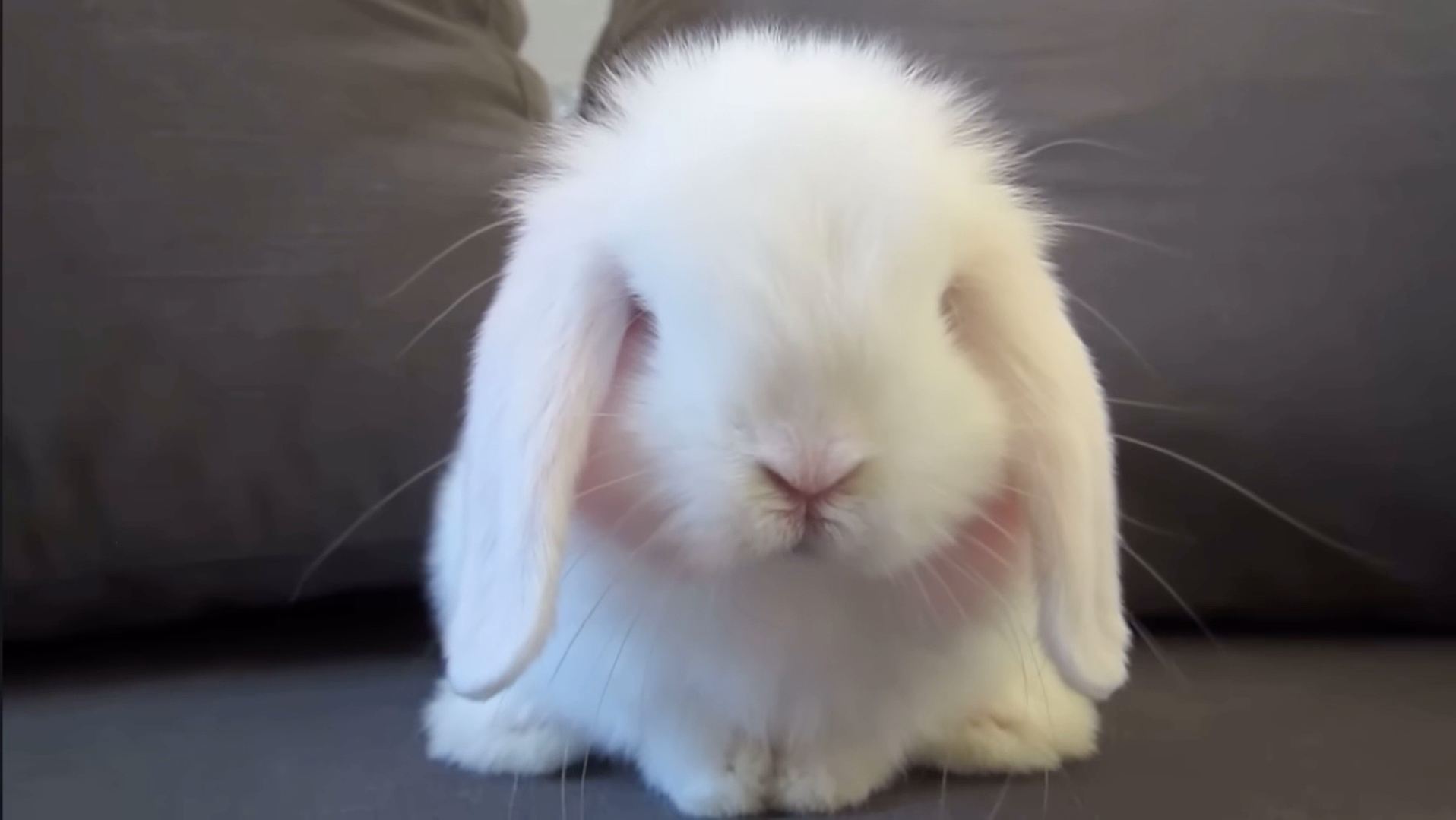 呆萌小白兔.好想摸摸,白毛绒球一样