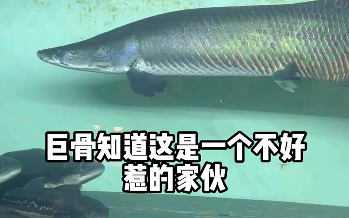 【水视频】20斤鳄龟vs剧齿鱼,结果拭目以待!