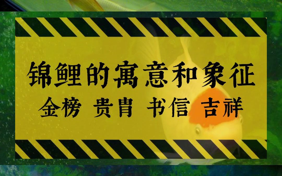 锦鲤的六大寓意和象征,南阳三言两鱼锦鲤观赏鱼创作哔哩哔哩bilibili