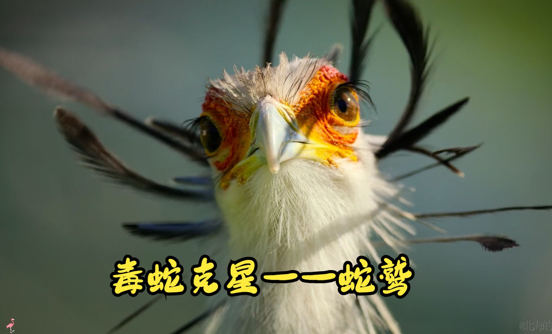 毒蛇克星——蛇鹫