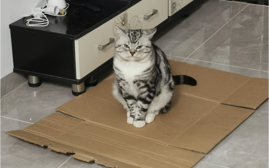 坐姿端庄的胖猫咪