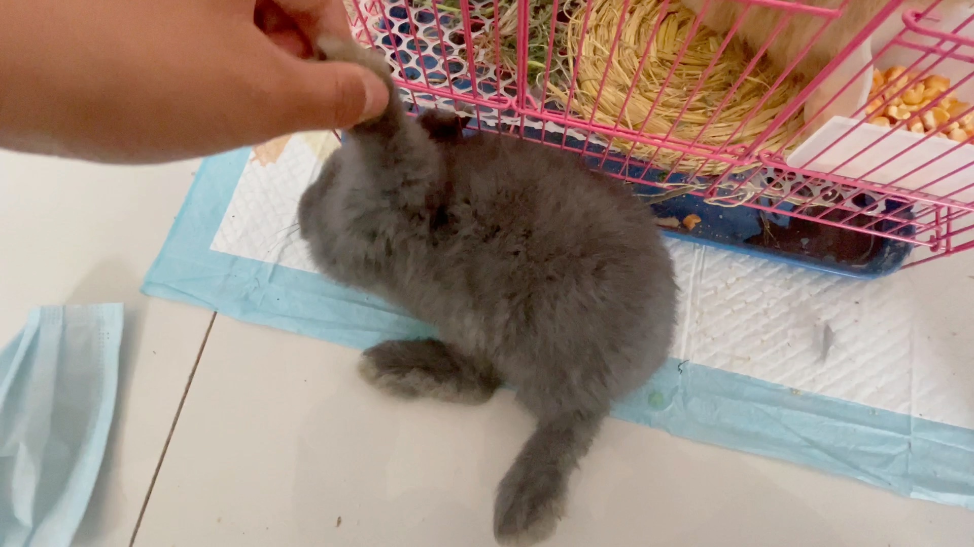 兔子死了,真难受