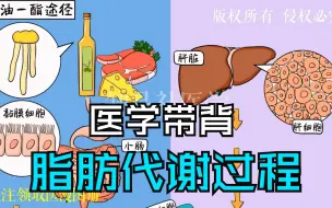 Download Video: 脂肪肝高血脂症人群必看的动画纪录片 脂肪的代谢全途径 看完不用找医生 文末笔记适合医学生考研执业医师考试