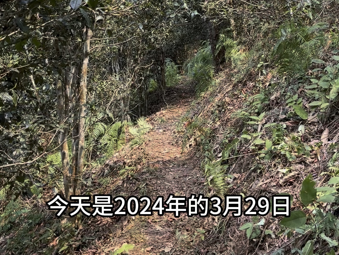 系列011:古六山/茶王树(中)今天是2024年3月29日,我们来到了刮风寨茶王树的茶地.进来茶王树的路上,生态真是超级棒!拍摄时间:2024年3月29日...