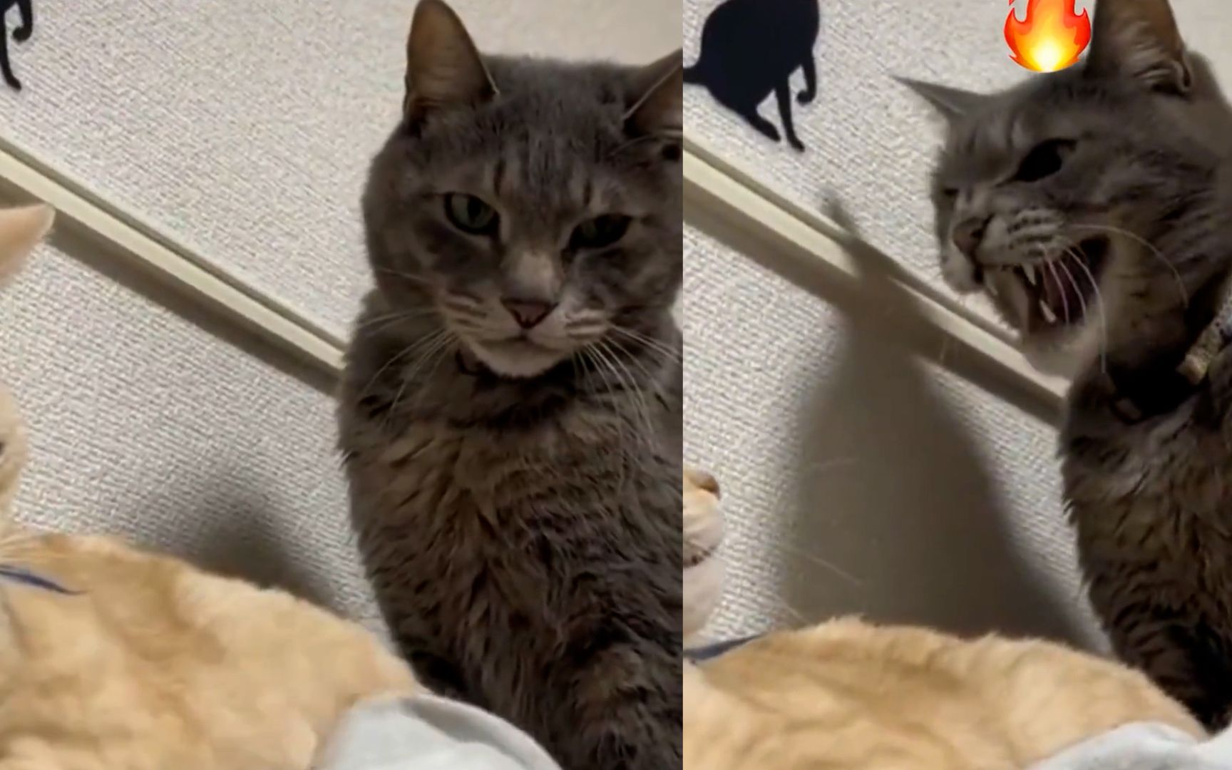 橘猫恃宠而骄反咬主人,黑猫吃醋一掌教训怒吼橘猫:你还有脸咬?