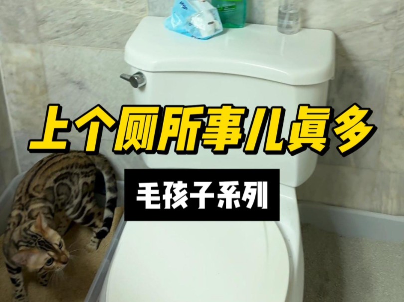 薮猫Kira跟豹猫Oli学习用猫砂哔哩哔哩bilibili