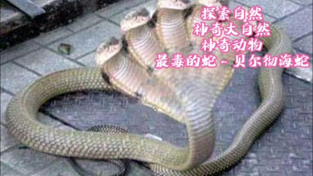 探索自然 神奇大自然 神奇动物 最毒的蛇～贝尔彻海蛇