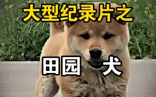 Скачать видео: 大型纪录片之《田园犬》持续为你播出