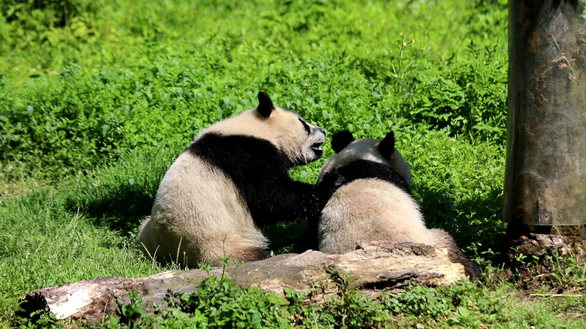 星怡星秋打完就跑22夏