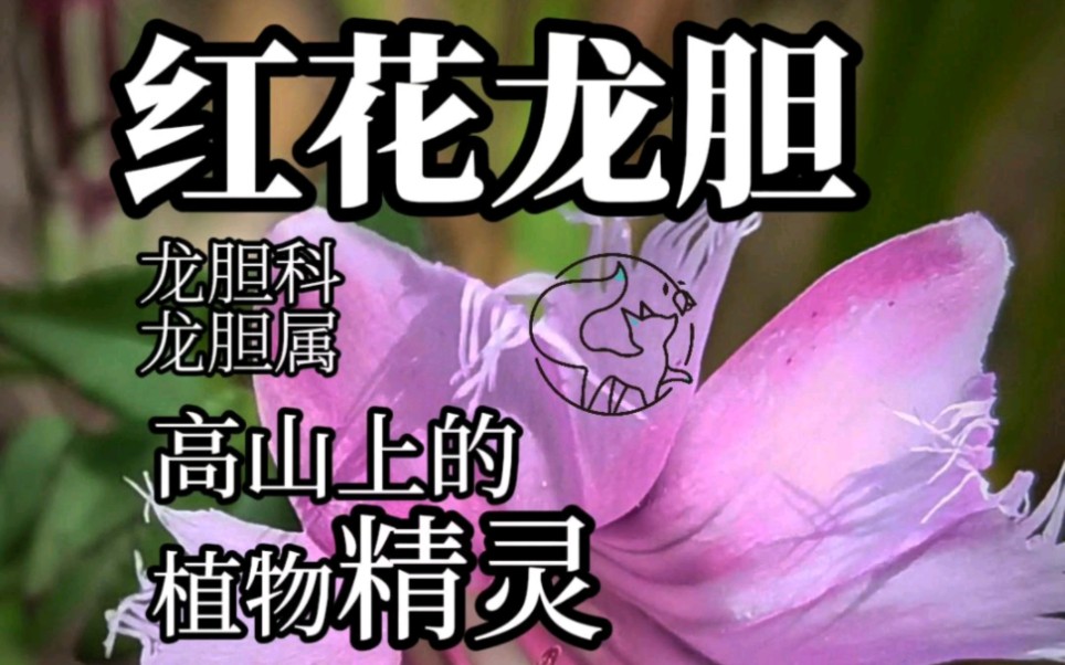 [图]高山上的植物精灵——红花龙胆