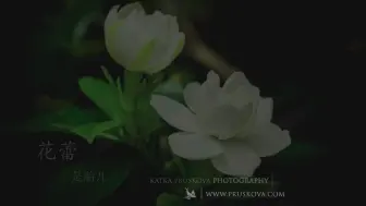 采集一夜花 哔哩哔哩 つロ干杯 Bilibili