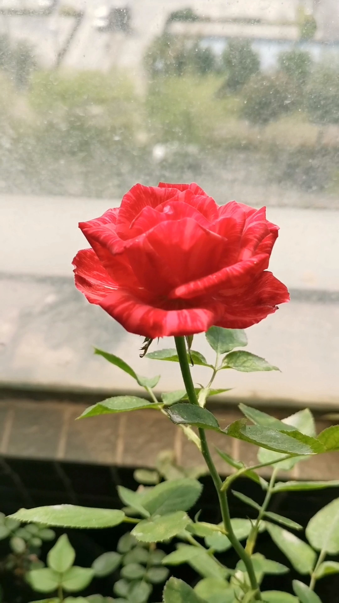 红色直觉月季:条纹红花,香味淡