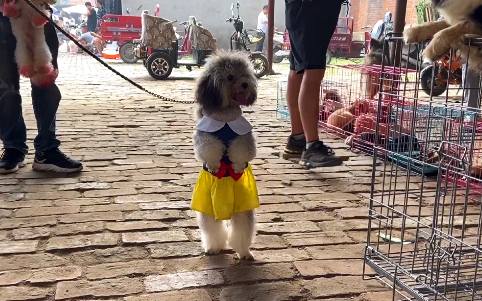 活动作品网红泰迪现身狗市站立行走宛如孩童不是不允许动物成精吗