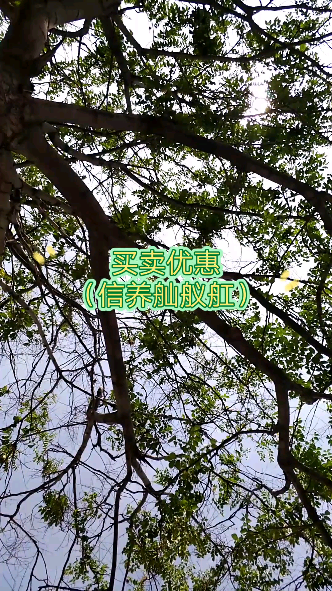 信养舢舣舡,你了解多少?哔哩哔哩bilibili