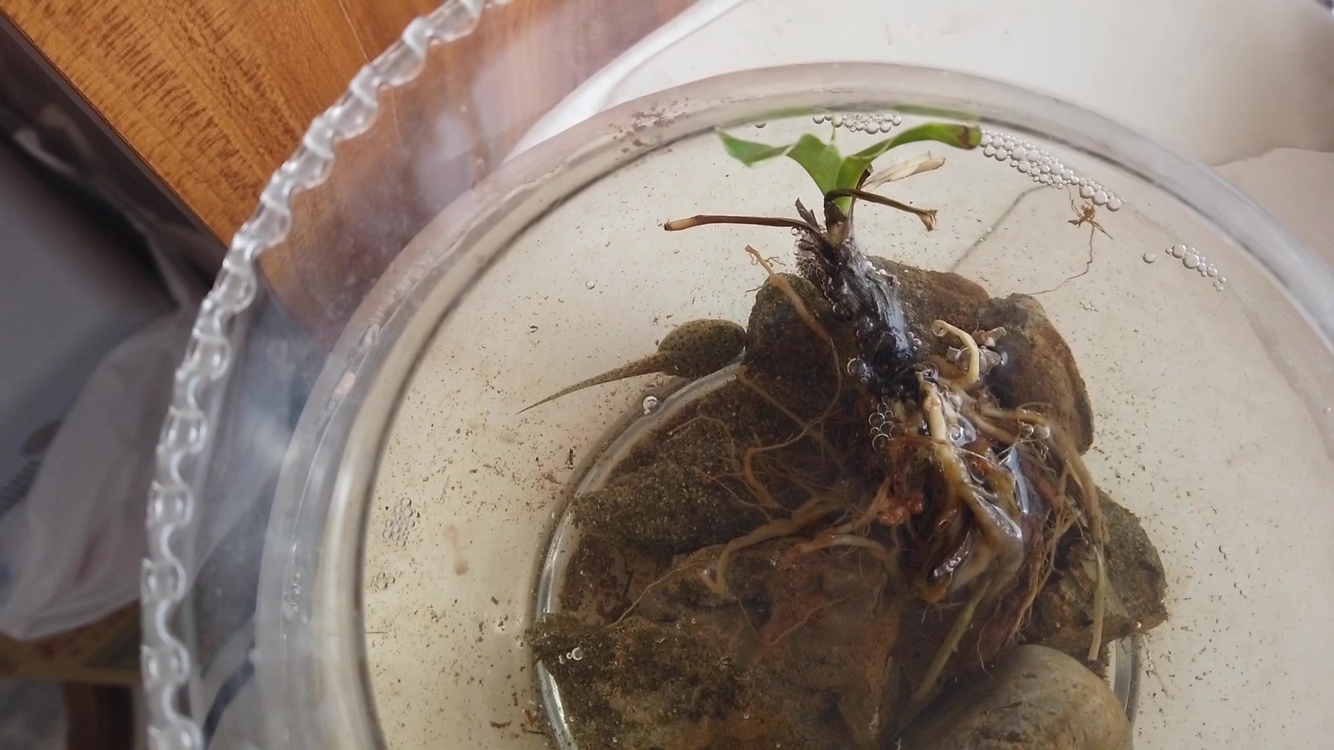 常见的鱼缸能将牛蛙蝌蚪饲养长大吗?第10天还活着吗?