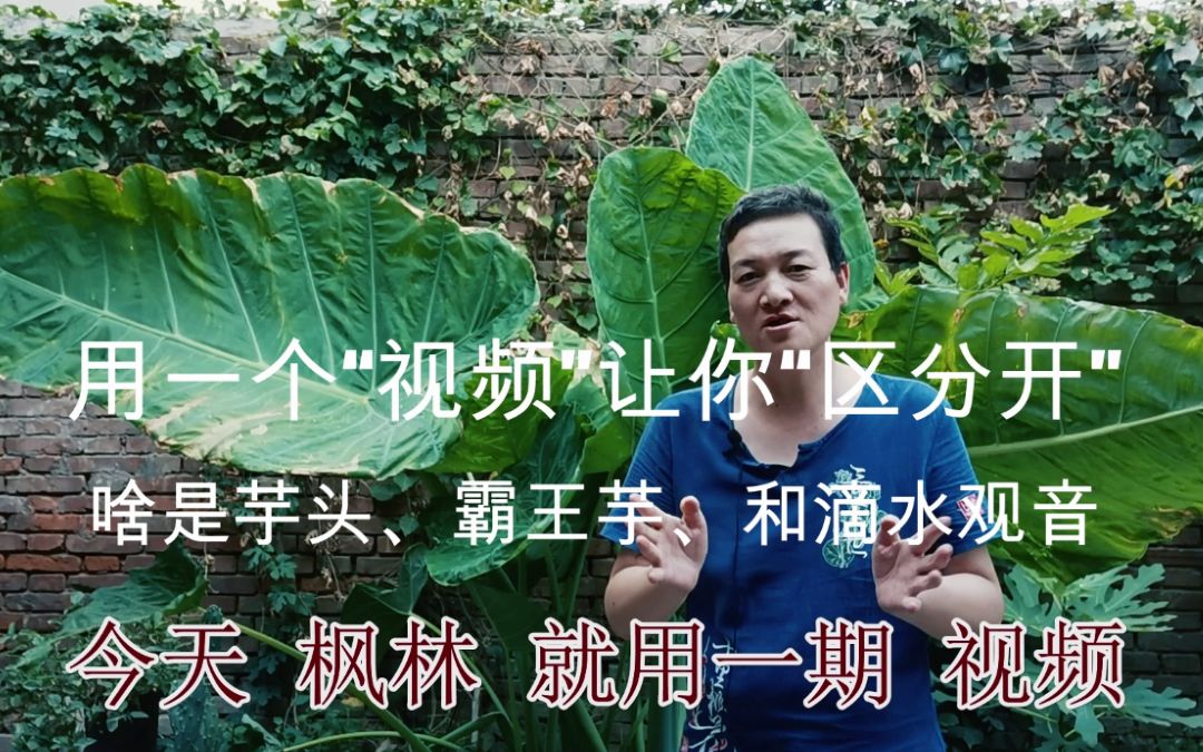 [图]用一个“视频”让你“区分开”啥是芋头、霸王芋、和滴水观音