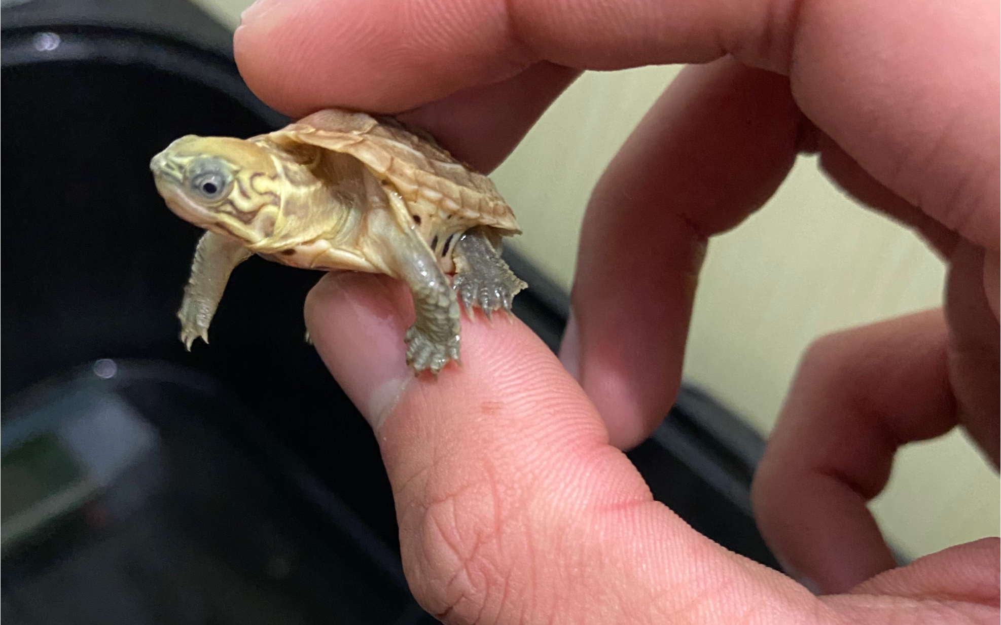 虎纹草龟喂食记录