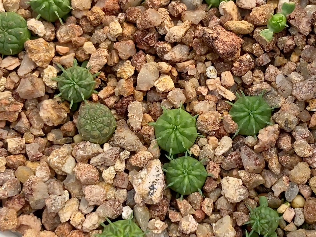 法利达布纹球种子播种,天台露养,三个月能长多大