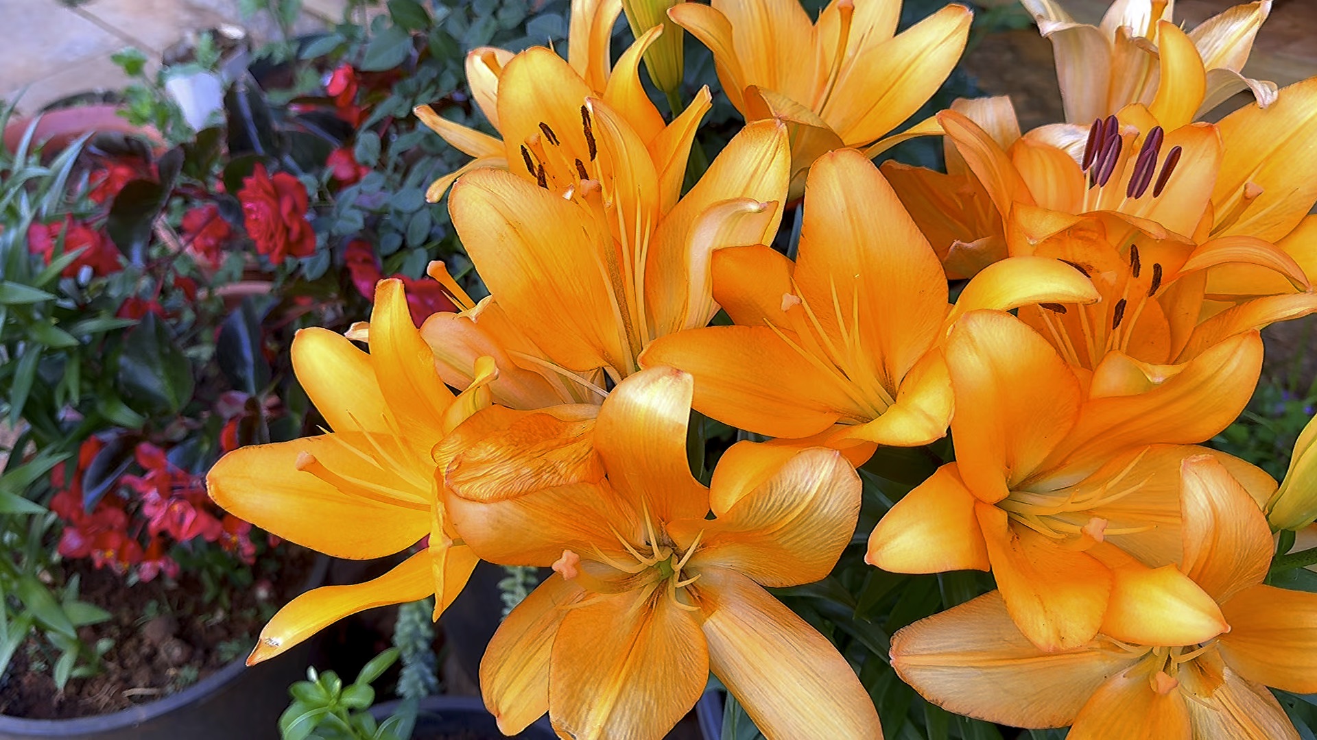 门前金百合盛开,灼灼芳华踞中心.c 位娇姿耀人目,香风袅袅漫前村.