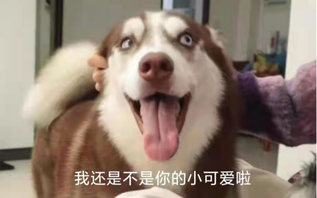 五月日常小视频(二)哔哩哔哩bilibili