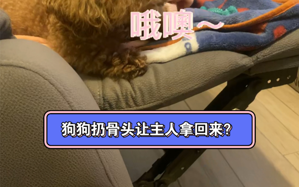 狗狗扔骨头让主人拿回来!
