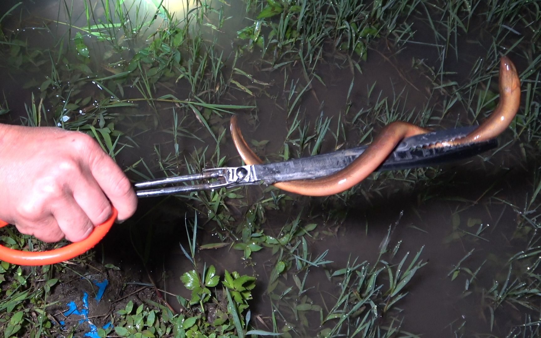 农村小伙晚上田间抓黄鳝,惊喜一条接一条,一夹一个准