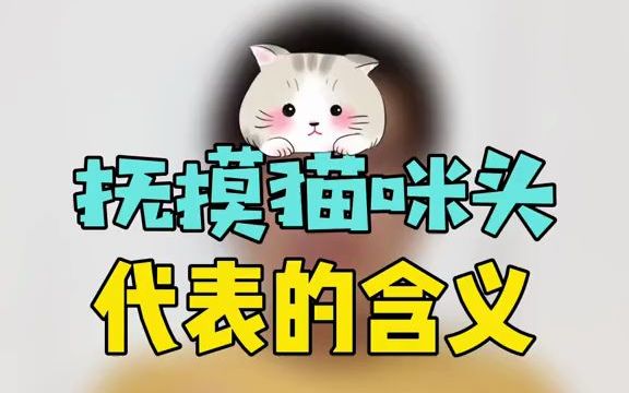 猫咪很喜欢被人摸头,你知道抚摸猫咪头代表什么意思吗?哔哩哔哩bilibili