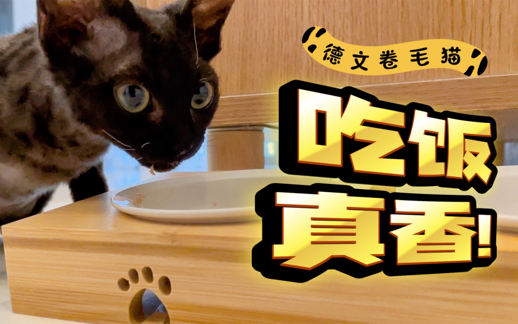 德文卷毛猫吃饭真香!