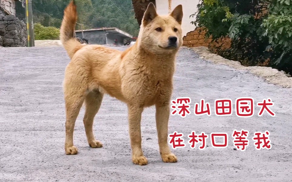 [图]深山田园犬很懂礼貌，嘴巴叼石头跟我换礼物，排队等喂食太乖了