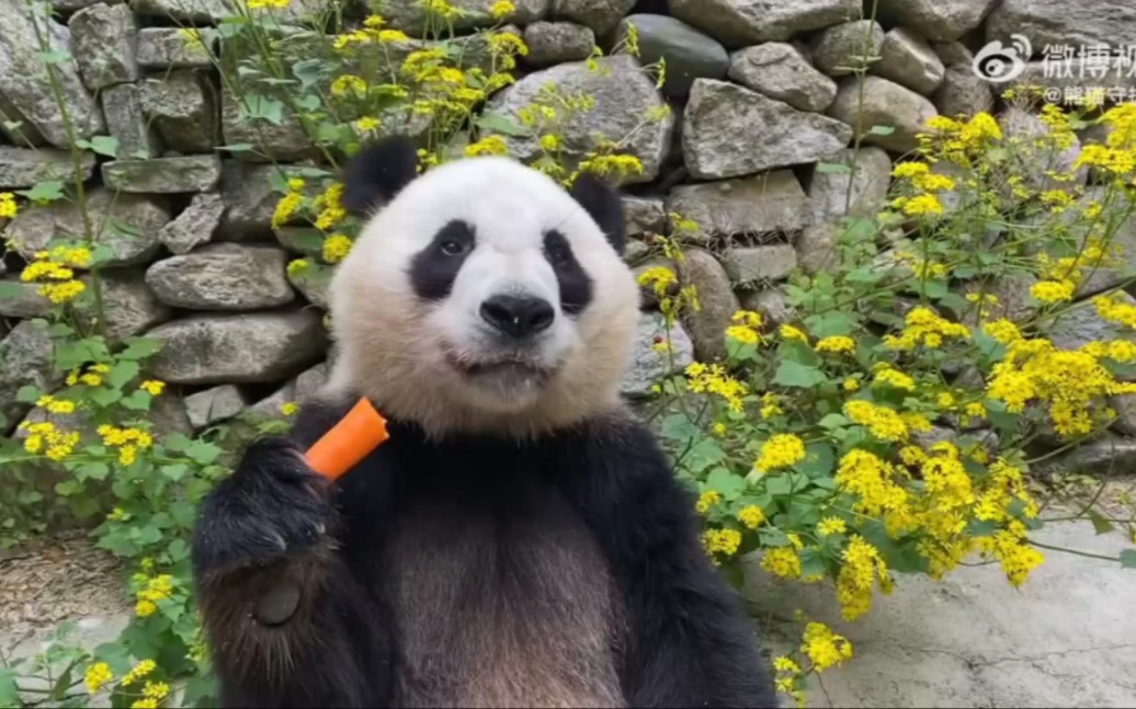 【食材和环境:谁能比过小馨住的佛坪】目前我国熊猫馆大概有三类:一是在城市动物园;二是在各种野生动物园;三是在风景区内设展馆.佛坪熊猫谷就是...