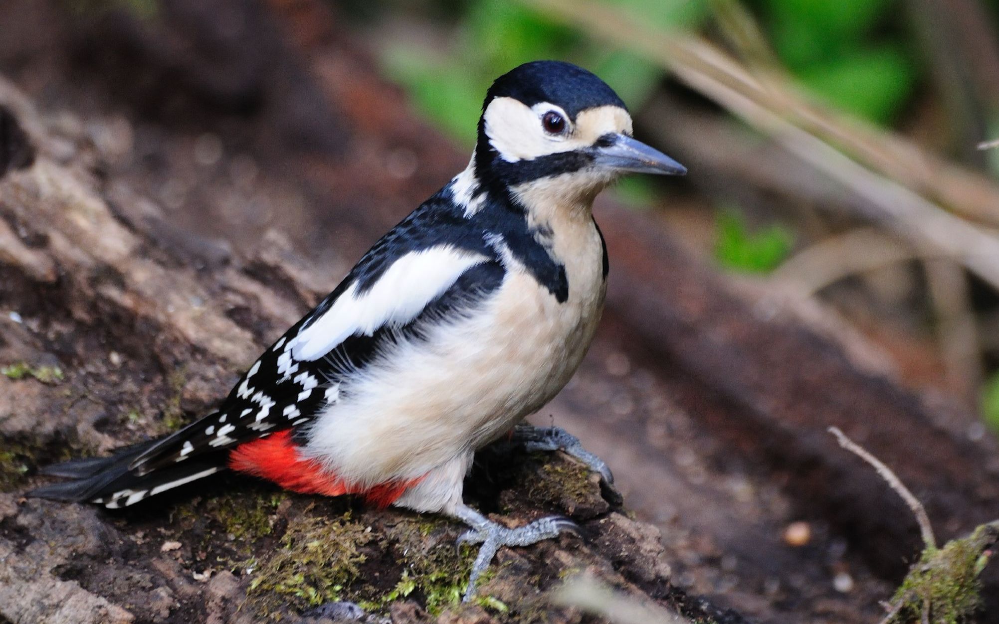 【中国啄木鸟大全】11 大斑啄木鸟 (dendrocopos major)