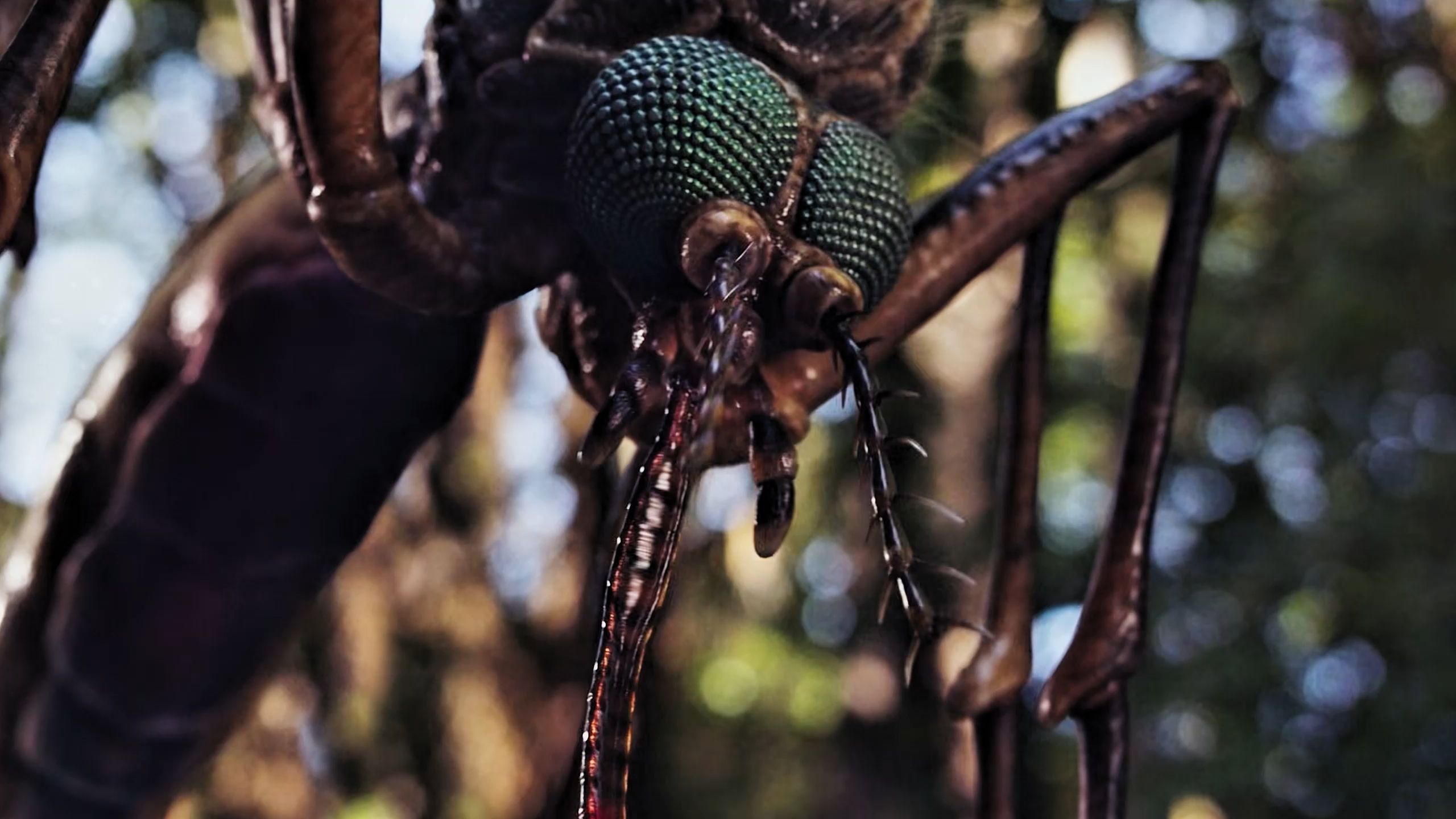 从未见过如此巨大的蚊子