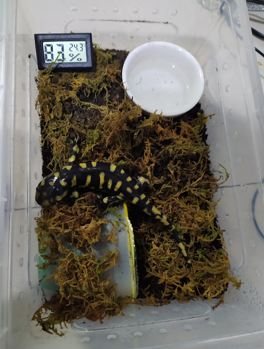 在家养老虎?虎纹钝口螈开箱视频