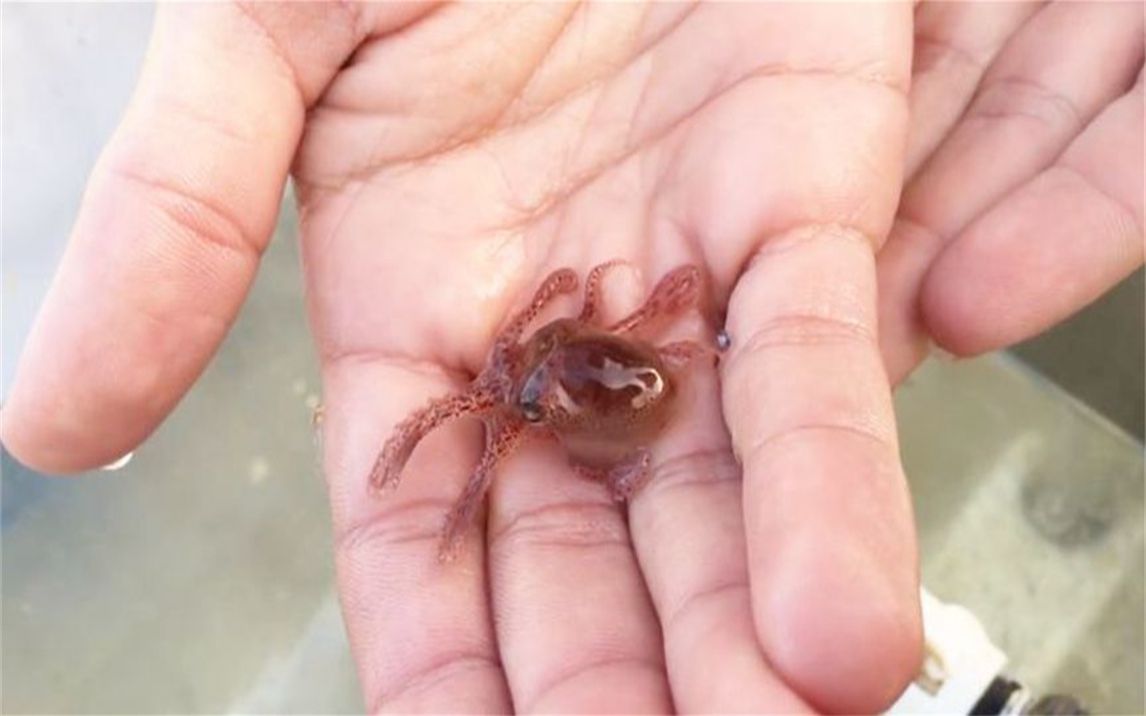 实拍章鱼生宝宝!小章鱼一出生妈妈就自杀了,母爱真伟大!