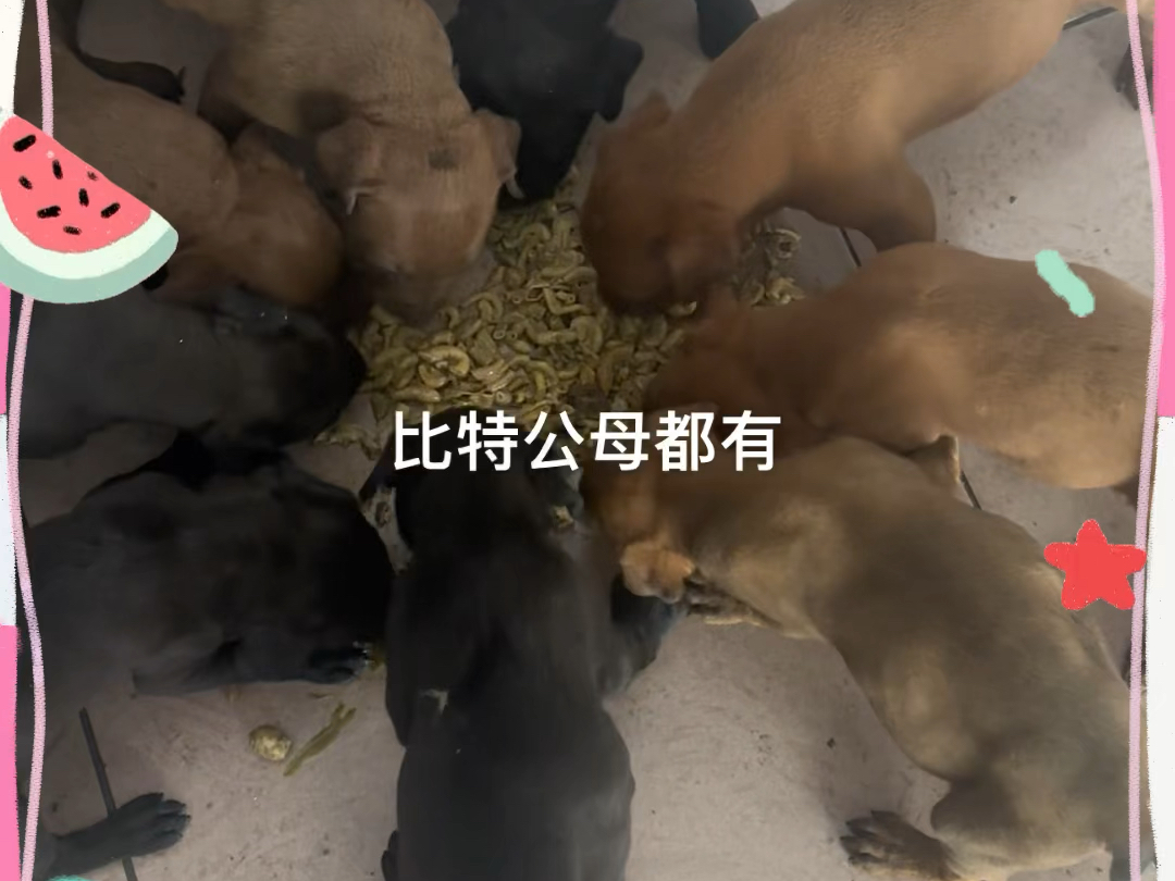 比特犬,起源美国斗牛犬哔哩哔哩bilibili