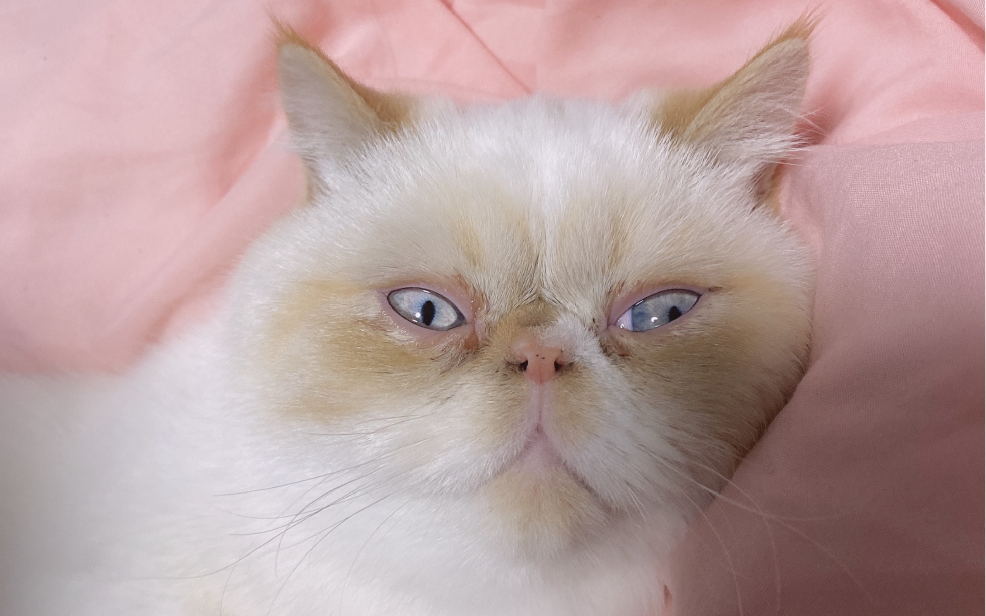 【加菲猫】学习了爸爸的技能舔舌头