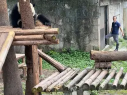 Скачать видео: 早上外公叫渝爱起床，二馆长醒来，揉眼睛好像一个睡懒觉的小朋友