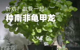 Download Video: 如果要挑一棵情绪价值和投资价值兼得的植物，那一定是它。去年我花了1块5买了一颗种子，这是它现在的样子，而且它的价值已经增值到了35块，翻了23倍。