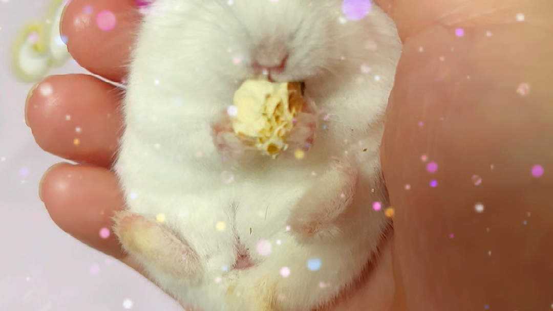 6个月大银狐仓鼠宝宝吃爆米花