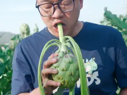 下载视频: 洋蓟的公摊面积大，它的杆好吃吗？