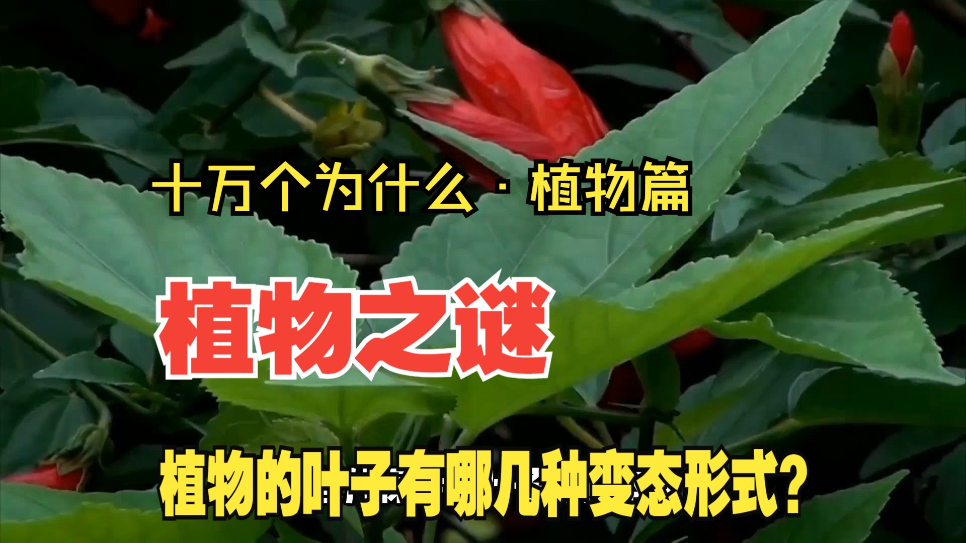 "——十万个为什么·植物篇