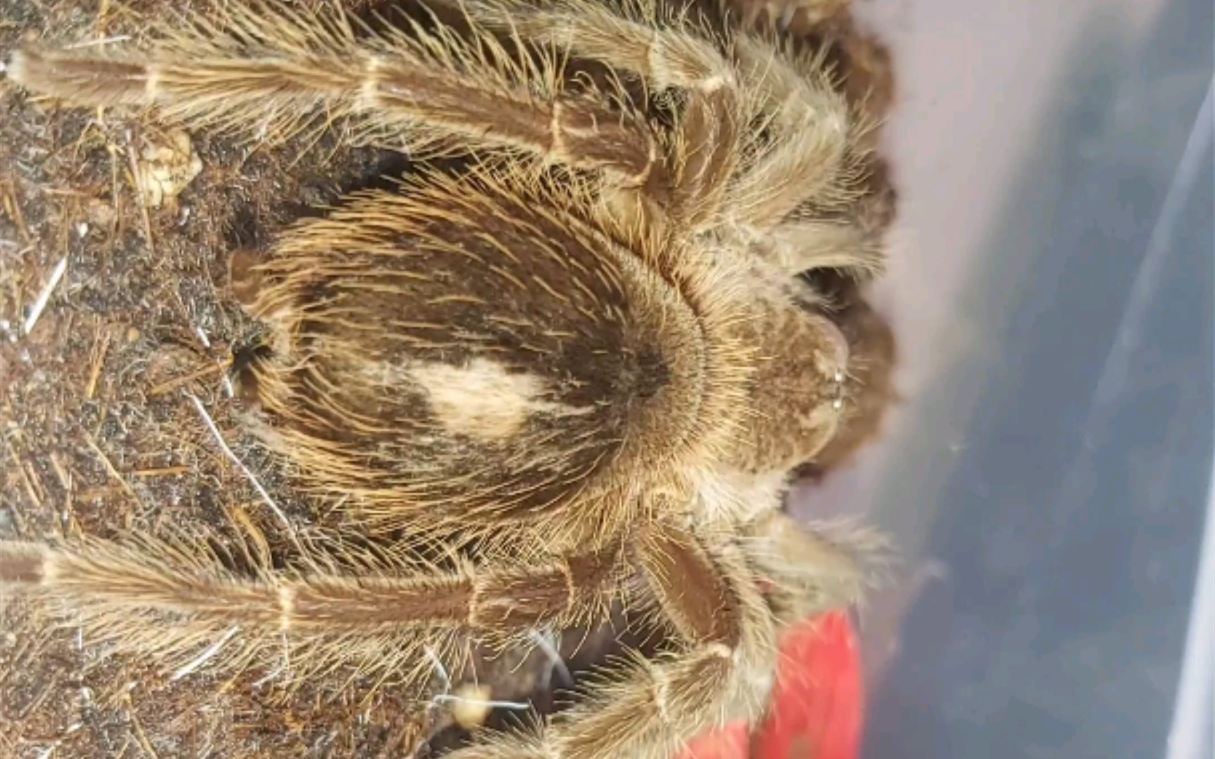 唉,蜘蛛长大了,吃饭还踢毛