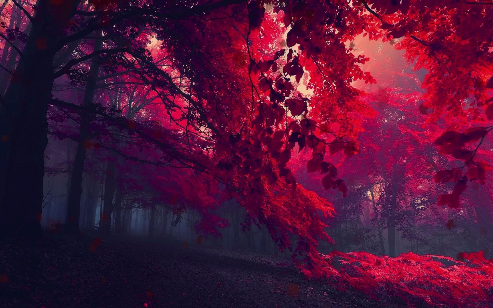 【壁纸推荐】红树落叶(暖雨)‖唯美动人