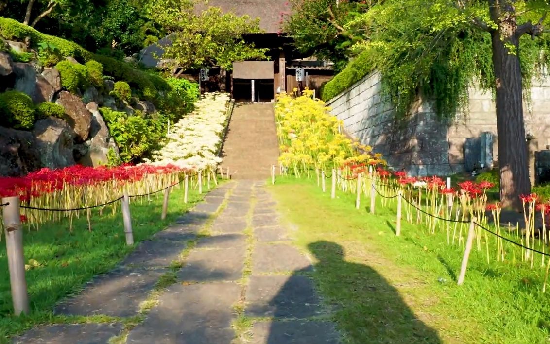 【超清日本】第一视角横滨新羽町 西方寺 彼岸花 2019.9哔哩哔哩bilibili