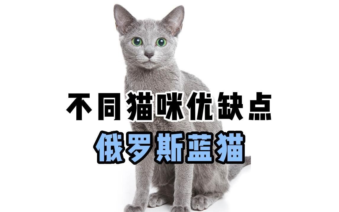 俄罗斯蓝猫来喽~哔哩哔哩bilibili