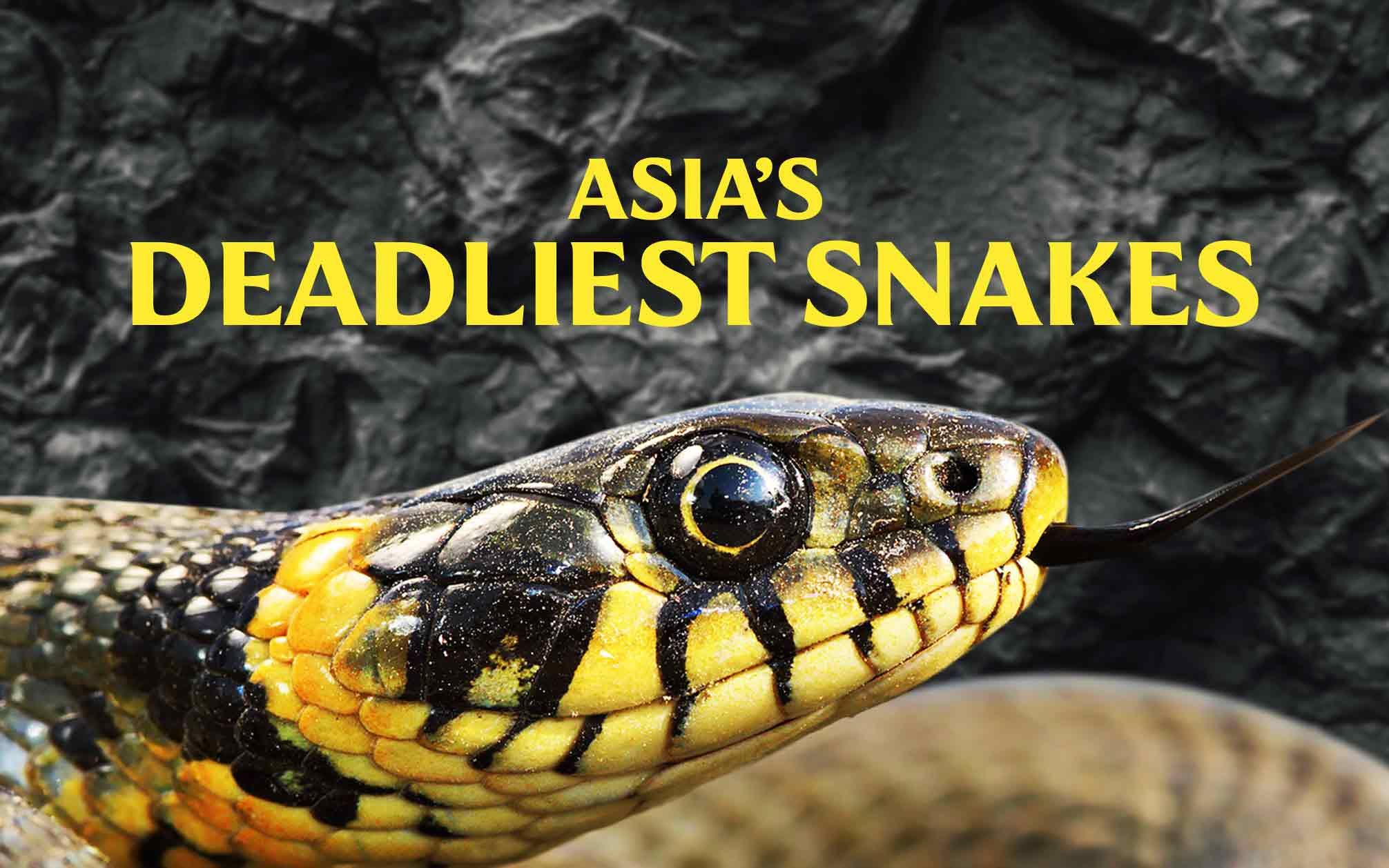 亚洲毒蛇之最/亚洲致命毒蛇 Asia's Deadliest Snakes哔哩哔哩bilibili