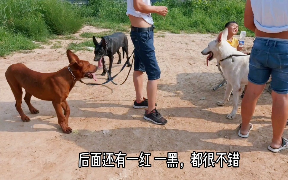 白狼犬黑狼犬红狼犬,国产特有品种,很不错,马犬狼青都很便宜,准备回去的时候还看到一条白色幼犬很是乖巧可爱,实在是目前没有地方饲养,盼望早日...