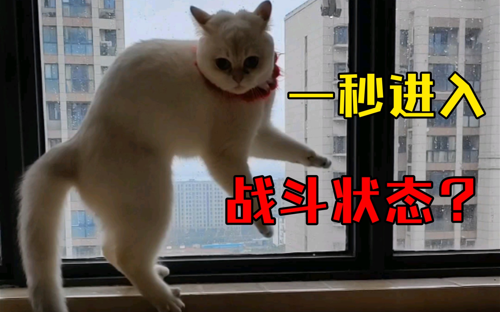 猪咪的日常13一秒进入战斗状态