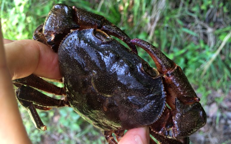 放牛娃的夏天之山间小溪捉螃蟹抓螃蟹